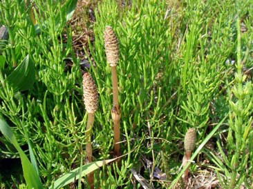 horsetail1